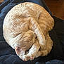 cat, ginger_cat, sleeping, curled_up, feline, pet, cozy, resting, paw, fur, blanket, indoor, cute, animal, mammal, relaxed, domestic_cat, whiskers, ears, nap