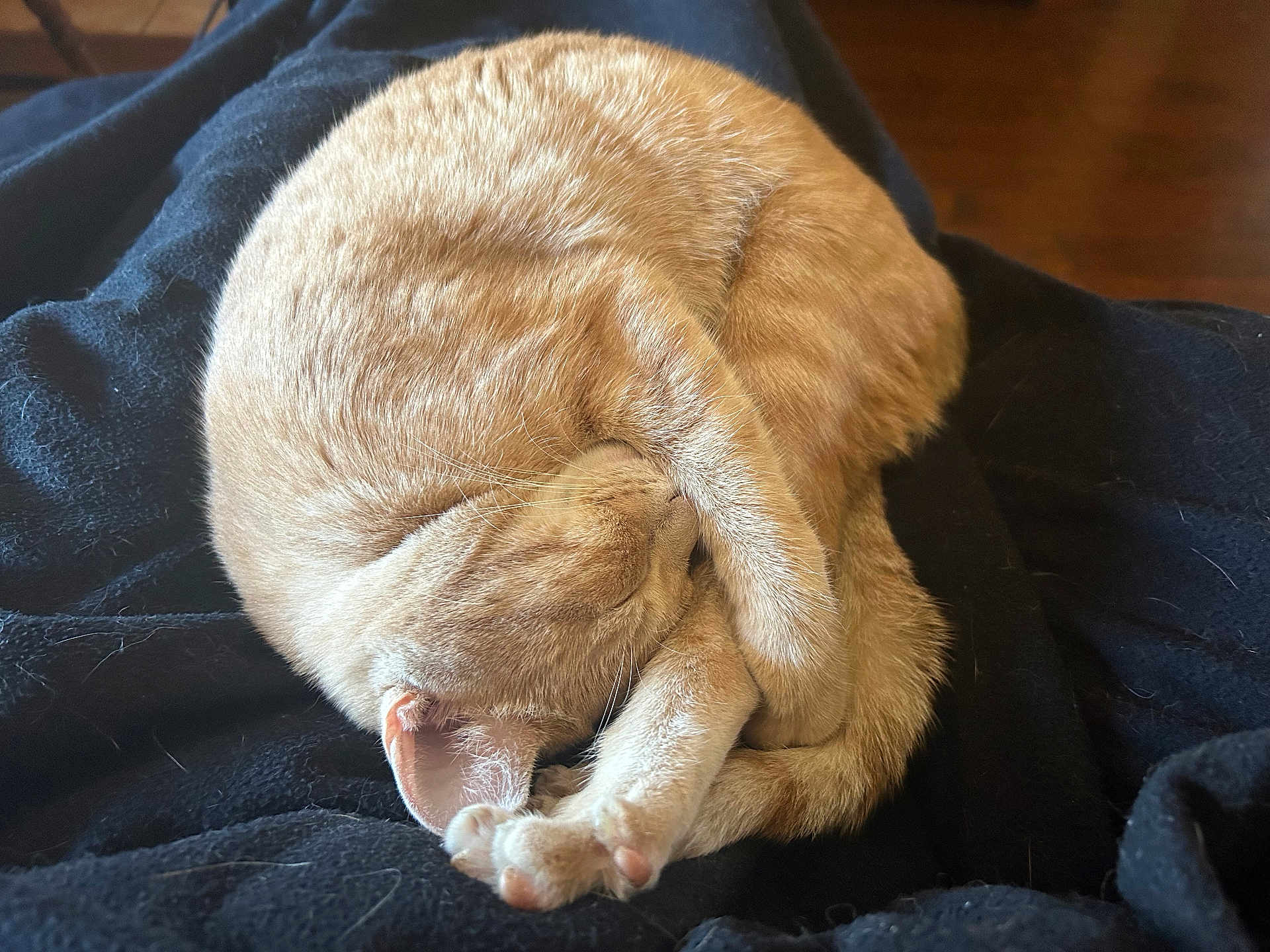 Molly Ringtail joined the competition — help win amazing prizes! cat, ginger_cat, sleeping, curled_up, feline, pet, cozy, resting, paw, fur, blanket, indoor, cute, animal, mammal, relaxed, domestic_cat, whiskers, ears, nap