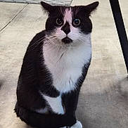 Ella is registered to the contest to win money with this photo: cat, tuxedo_cat, pet, indoor, sitting, whiskers, paws, eyes, black_and_white, curious, ears, tail, feline, portrait, looking_up, concrete_floor, chair_leg, close_up, adorable, domestic_animal