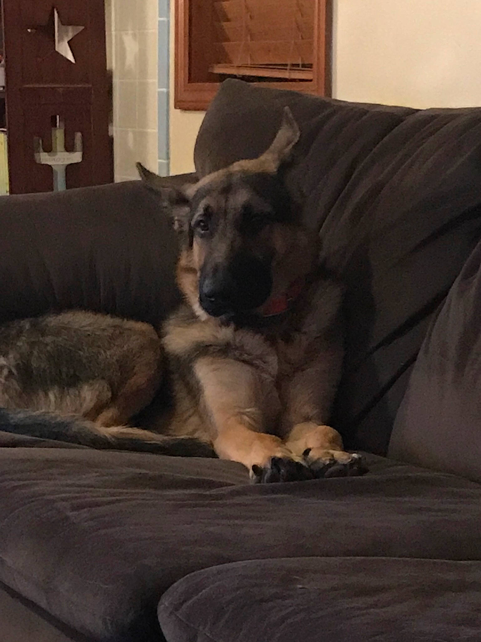 Hemi is registered to the contest to win money with this photo: canidae, carnivore, comfort, companion_dog, couch, dog, dog_breed, fawn, flooring, fur, grey, guard_dog, hardwood, picture_frame, room, snout, sporting_group, terrestrial_animal, wood, working_animal