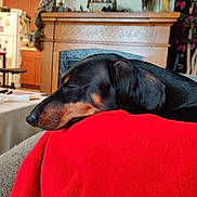 Rocky is registered to the contest to win money with this photo: black_dog, blanket, couch, cozy, decor, dog, domestic, fireplace, furniture, home, indoor, kitchen, living_room, pet, red_blanket, relaxing, resting, sleeping, tan_markings, wooden_mantle