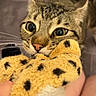 Anakin a rejoint le concours — aidez-le/la à gagner de superbes lots ! cat, tabby_cat, pet, animal, feline, wide_eyes, whiskers, ears, pink_nose, striped_fur, plush_toy, stuffed_animal, cuddling, hugging, human_hands, blanket, indoor, close_up, portrait, cute