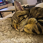 Anakin a rejoint le concours — aidez-le/la à gagner de superbes lots ! cat, tabby_cat, sleeping, curled_up, pet, furry, whiskers, ears, closed_eyes, relaxed, cozy, blanket, fluffy, indoors, living_room, television, home, warm_lighting, close_up, nap