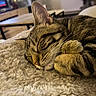 cat, tabby_cat, sleeping, curled_up, pet, furry, whiskers, ears, closed_eyes, relaxed, cozy, blanket, fluffy, indoors, living_room, television, home, warm_lighting, close_up, nap