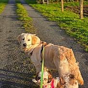 Belle Venus a rejoint le concours — aidez-le/la à gagner de superbes lots ! dog, leash, outdoor, path, gravel, sunlight, grass, nature, pet, two_dogs, golden_retriever, small_dog, walking, canine, daylight, rural, harness, fur, animal, friendly
