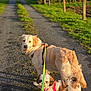 dog, leash, outdoor, path, gravel, sunlight, grass, nature, pet, two_dogs, golden_retriever, small_dog, walking, canine, daylight, rural, harness, fur, animal, friendly