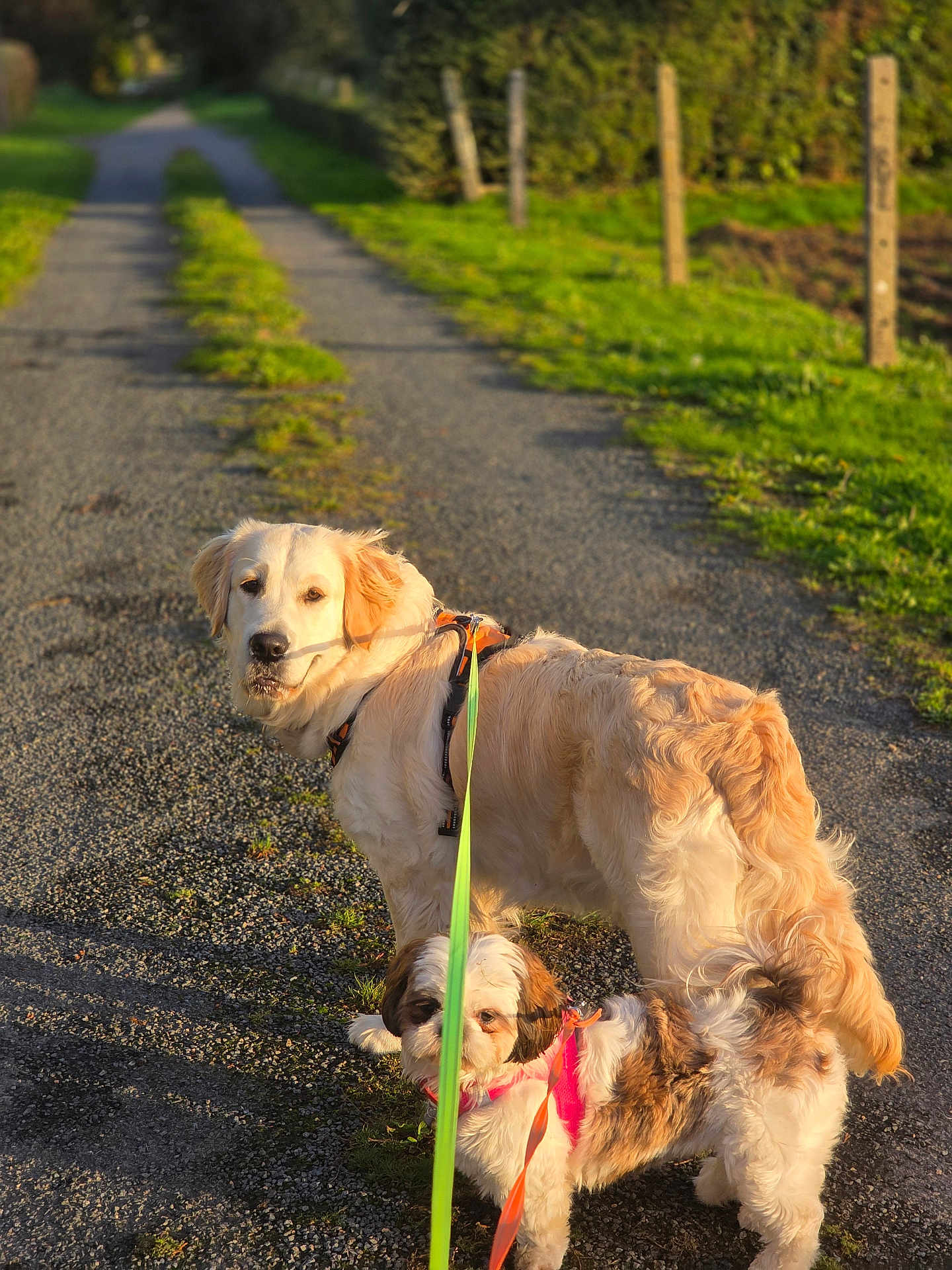 Belle Venus a rejoint le concours — aidez-le/la à gagner de superbes lots ! dog, leash, outdoor, path, gravel, sunlight, grass, nature, pet, two_dogs, golden_retriever, small_dog, walking, canine, daylight, rural, harness, fur, animal, friendly