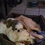 Sterenn a rejoint le concours — aidez-le/la à gagner de superbes lots ! dog, pet, animal, sleeping, bed, cozy, indoor, fur, cute, snuggling, resting, canine, tile_floor, blanket, toy, domestic, companion, friendship, relaxing, household