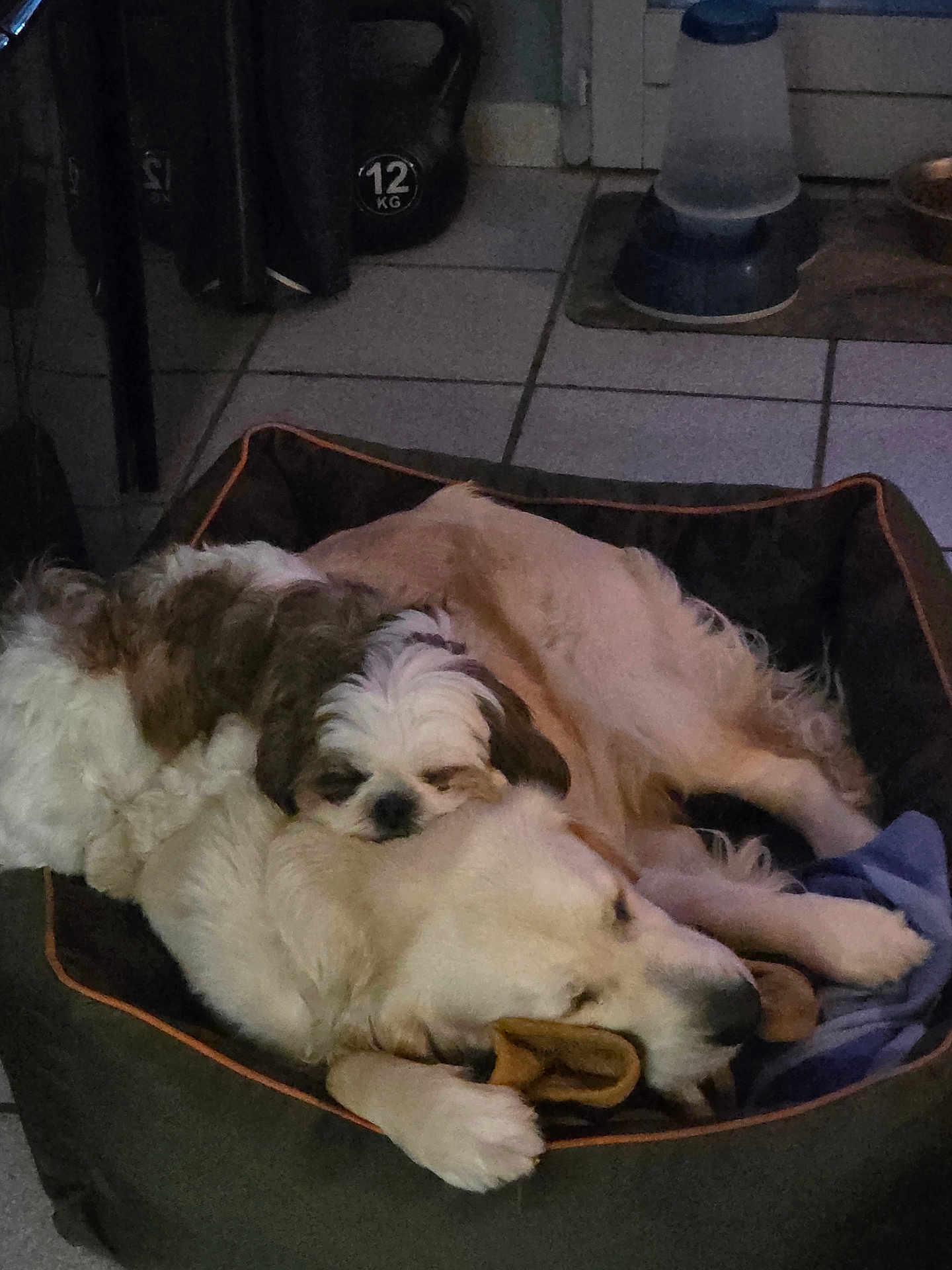 Sterenn a rejoint le concours — aidez-le/la à gagner de superbes lots ! dog, pet, animal, sleeping, bed, cozy, indoor, fur, cute, snuggling, resting, canine, tile_floor, blanket, toy, domestic, companion, friendship, relaxing, household