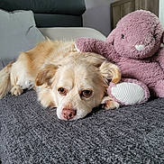 Loulou a rejoint le concours — aidez-le/la à gagner de superbes lots ! dog, plush_toy, bunny, blanket, indoor, furniture, sofa, relaxed, sleepy, pet, cute, cozy, companion, soft_toy, resting, animal, brown_eyes, fluffy, comfort, home