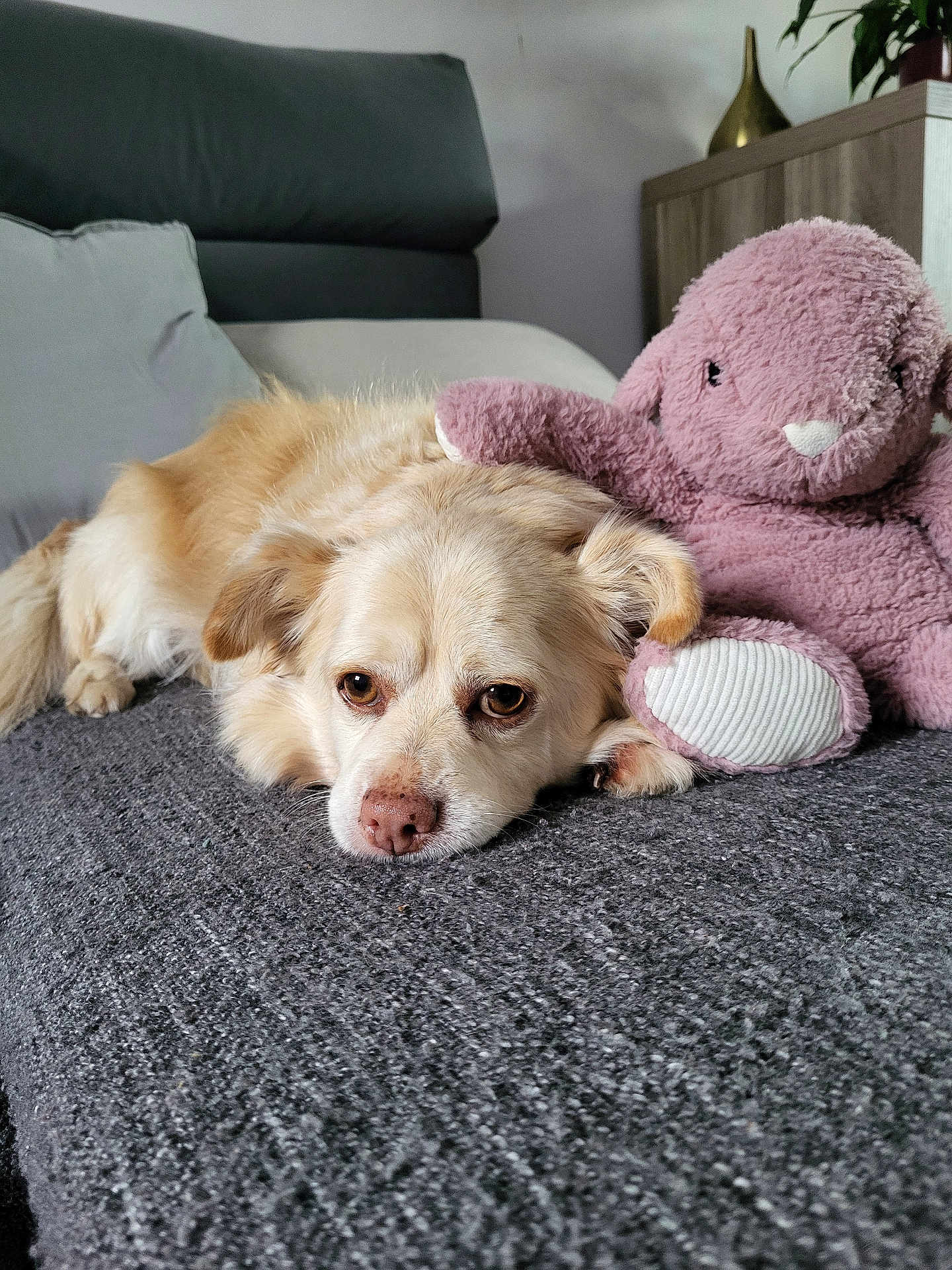 Loulou a rejoint le concours — aidez-le/la à gagner de superbes lots ! dog, plush_toy, bunny, blanket, indoor, furniture, sofa, relaxed, sleepy, pet, cute, cozy, companion, soft_toy, resting, animal, brown_eyes, fluffy, comfort, home
