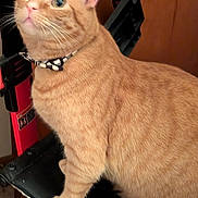 Boris joined the competition — help win amazing prizes! animal, black_chair, bow_tie, cat, chair, close_up, collar, curious, domestic_cat, ears, feline, fur, household, indoor, looking_up, orange_tabby, pet, red_chair_legs, sitting, whiskers