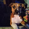 blanket, blur, closeup, colorful, couch, dog, eyes, face, front_paws, furniture, home, indoor, low_light, nose, paws, pet, portrait, puppy, sitting, table