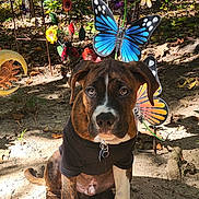 Buster Brown joined the competition — help win amazing prizes! puppy, dog, brindle, black_shirt, garden_decorations, butterflies, flowers, outdoor, dirt, sunlight, shade, leaves, trees, nature, pet, animal, collar, cute, sitting, young_dog