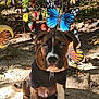 puppy, dog, brindle, black_shirt, garden_decorations, butterflies, flowers, outdoor, dirt, sunlight, shade, leaves, trees, nature, pet, animal, collar, cute, sitting, young_dog