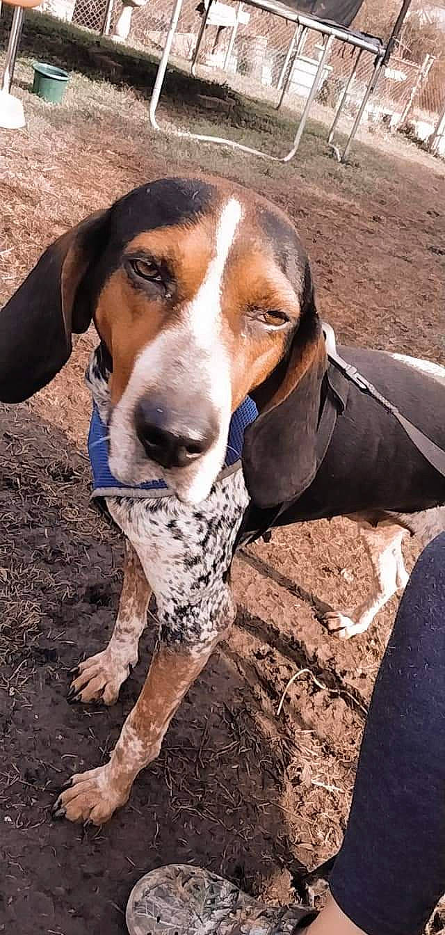 Dixie joined the competition — help win amazing prizes! basset_artesien_normand, basset_hound, beagle, canidae, carnivore, collar, companion_dog, dog, dog_breed, fawn, finnish_hound, hound, hunting_dog, scent_hound, snout, soil, sporting_group, terrestrial_animal, whiskers, working_animal