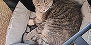 Tuffy is registered to the contest to win money with this photo: cat, tabby_cat, pet_bed, gray_cat, indoor, carpet, resting, fur, animal, sleepy, cozy, curled_up, domestic_cat, whiskers, feline, relaxed, soft_bed, black_object, fabric, home