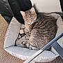 cat, tabby_cat, pet_bed, gray_cat, indoor, carpet, resting, fur, animal, sleepy, cozy, curled_up, domestic_cat, whiskers, feline, relaxed, soft_bed, black_object, fabric, home