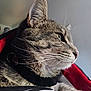 Tuffy joined the competition — help win amazing prizes! cat, tabby_cat, close_up, profile, whiskers, fur, green_eyes, indoor, blanket, red, black, pet, animal, domestic, cozy, collar, looking_away, side_view, feline, soft_light