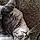 Tuffy