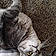 Tuffy