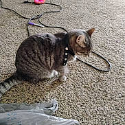 Tuffy is registered to the contest to win money with this photo: cat, gray_tabby, collar, carpet, plastic_bag, toy, donut_toy, pet, indoor, floor, feline, animal, sitting, cord, plaything, domestic_animal, fur, whiskers, side_view, household
