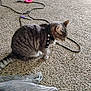 cat, gray_tabby, collar, carpet, plastic_bag, toy, donut_toy, pet, indoor, floor, feline, animal, sitting, cord, plaything, domestic_animal, fur, whiskers, side_view, household
