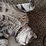 Tuffy is registered to the contest to win money with this photo: cat, tabby, sleeping, fluffy, whiskers, paw, carpet, pet, domestic_animal, fur, relaxed, cute, animal, mammal, indoor, resting, cozy, closeup, feline, nap