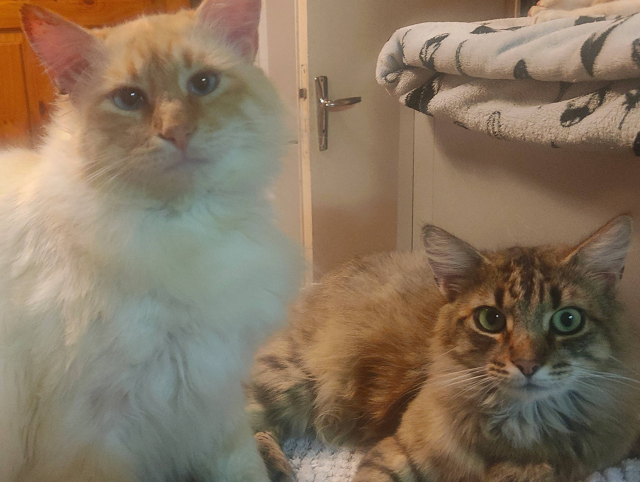 Patate participe au concours pour gagner de l'argent avec cette photo : british_longhair, carnivore, cat, claw, domestic_short_haired_cat, fawn, felidae, fur, iris, small_to_medium_sized_cats, snout, tail, terrestrial_animal, whiskers, window