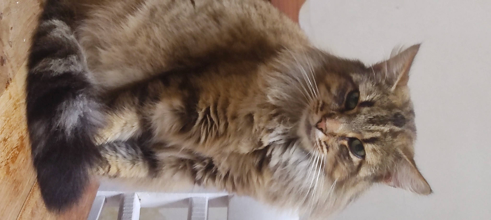 Patate participe au concours pour gagner de l'argent avec cette photo : box, brown, carnivore, cat, claw, domestic_short_haired_cat, felidae, fur, paw, siberian, small_to_medium_sized_cats, snout, terrestrial_animal, whiskers