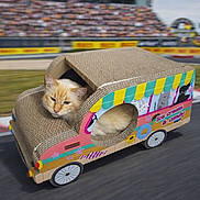Bébé participe au concours pour gagner de l'argent avec cette photo : animal, blurred_background, cardboard_car, cartoon, cat, colorful, creative, crowd, cute, decorated, fluffy, funny, indoor, pet, playful, race_track, resting, toy, unique, vehicle