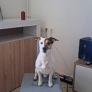 Oggy a rejoint le concours — aidez-le/la à gagner de superbes lots ! attentive, brown_and_white, cabinet, cords, cute, dog, ears_up, floor_tiles, furniture, home, indoor, living_room, ottoman, pet, power_outlets, sitting, small_dog, speaker, tile_floor, white_wall