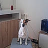 attentive, brown_and_white, cabinet, cords, cute, dog, ears_up, floor_tiles, furniture, home, indoor, living_room, ottoman, pet, power_outlets, sitting, small_dog, speaker, tile_floor, white_wall
