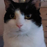 Pixel participe au concours pour gagner de l'argent avec cette photo : cat, black_and_white, close_up, pet, indoor, feline, whiskers, ears, eyes, face, fur, animal, household, curious, portrait, domestic, furniture, blurred_background, pink_nose