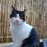 Pixel participe au concours pour gagner de l'argent avec cette photo : alert, animal, bamboo_fence, black_and_white, cat, close_up, curious, cute, domestic_animal, eyes, feline, fur, head_tilt, nature, outdoor, pet, portrait, sitting, whiskers, wood