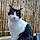 Pixel