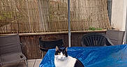 Pixel a rejoint le concours — aidez-le/la à gagner de superbes lots ! animal, backyard, black_and_white, blue_tarp, cat, chair, daylight, domestic_cat, fence, grill, outdoor, patio, pet, quiet, relaxed, resting, sitting, tile_floor, umbrella, wooden_fence