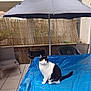 cat, black_and_white, umbrella, blue_tarp, patio, chair, grill, wooden_fence, outdoor, tile_floor, pet, animal, sitting, quiet, daylight, relaxed, fence, backyard, domestic_cat, resting