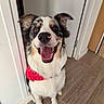 dog, pet, portrait, happy, smiling, tongue, open_mouth, bandana, collar, black_white_brown, floppy_ears, blue_eyes, indoor, hallway, doorway, wood_floor, rug, standing, front_facing, animal