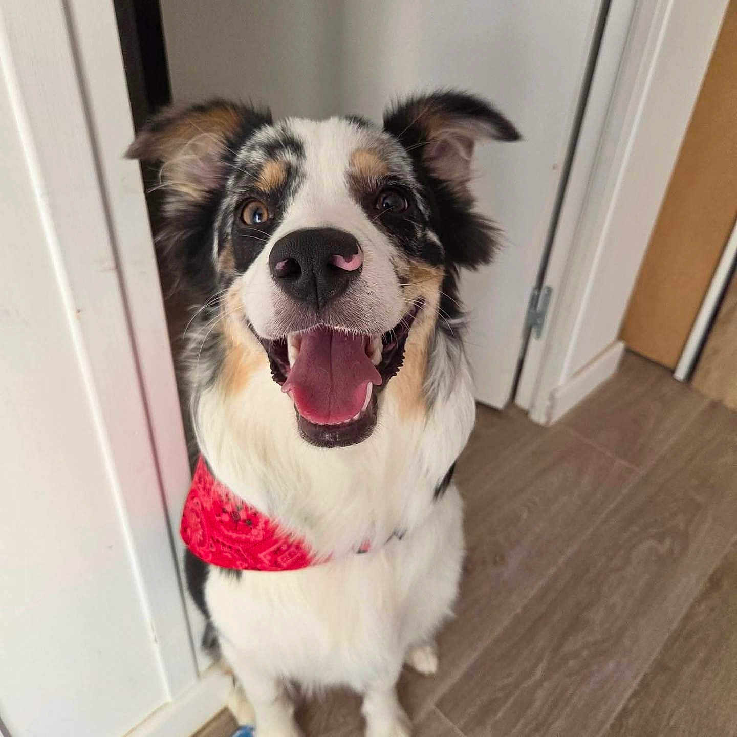 Blue participe au concours pour gagner de l'argent avec cette photo : dog, pet, portrait, happy, smiling, tongue, open_mouth, bandana, collar, black_white_brown, floppy_ears, blue_eyes, indoor, hallway, doorway, wood_floor, rug, standing, front_facing, animal