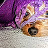 Pedro is registered to the contest to win money with this photo: animal, blanket, closeup, comfort, cozy, cute, dog, face, fringe, fur, indoor, lying_down, nose, pet, purple, resting, sleepy, small_dog, texture, warm