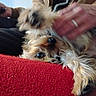 Pedro is registered to the contest to win money with this photo: affection, blurred_motion, canine, close_up, companion, couch, dog, fur, furry, hand, human_hand, indoor, paw, pet, playful, red_blanket, resting, ring, small_dog, texture