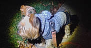 Pedro joined the competition — help win amazing prizes! animal, canine, coat, curious, darkness, dog, fall, grass, leash, leaves, night, outdoor, pavement, pet, sidewalk, small_dog, spotlight, sweater, walking, wearing_clothes
