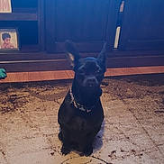Mia joined the competition — help win amazing prizes! dog, black_dog, pet, indoor, carpet, rug, furniture, wooden_cabinet, collar, ears, floor, photo_frame, portrait, animal, home, cute, sitting, small_dog, domestic, quiet