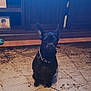 dog, black_dog, pet, indoor, carpet, rug, furniture, wooden_cabinet, collar, ears, floor, photo_frame, portrait, animal, home, cute, sitting, small_dog, domestic, quiet