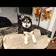 Ronin joined the competition — help win amazing prizes! dog, husky, couch, living_room, decorative_tree, autumn_leaves, rug, television, furniture, pet, indoor, curious, black_and_white, collar, ears, paw, floor, wall, lamp, cord