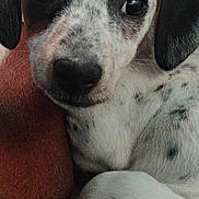 Willow is registered to the contest to win money with this photo: puppy, dog, close_up, speckled, cute, pet, animal, fur, ears, snout, eyes, portrait, indoor, cozy, resting, young, companion, adorable, friend, cuddle