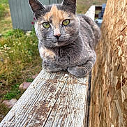 Zelda is registered to the contest to win money with this photo: cat, tortoiseshell_cat, animal, pet, outdoor, wood, railing, green_eyes, feline, resting, nature, grass, shed, portrait, closeup, fur, ears, whiskers, calm, sunlight