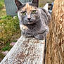 animal, calm, cat, closeup, ears, feline, fur, grass, green_eyes, nature, outdoor, pet, portrait, railing, resting, shed, sunlight, tortoiseshell_cat, whiskers, wood