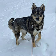 Hina joined the competition — help win amazing prizes! dog, snow, leash, outdoor, animal, winter, fur, pet, canine, walking, cold, nature, alert, standing, snowflakes, background, daylight, mammal, playful, fur_dust